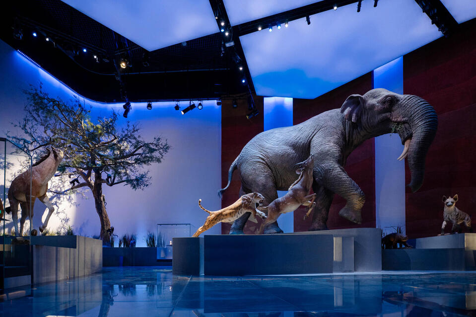 Quand dinosaures, météorites et mémoire rencontrent le Golfe